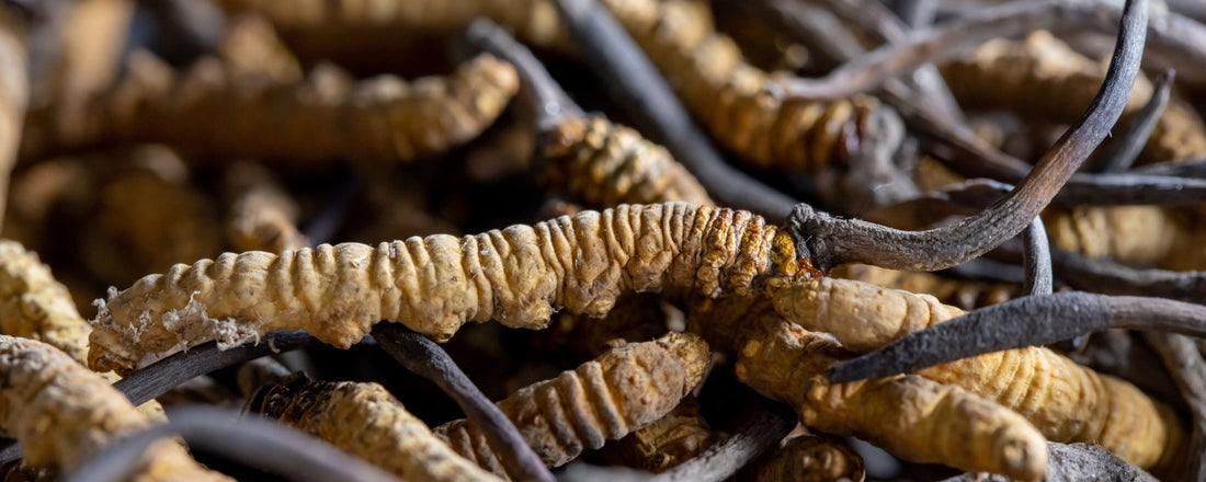 Cordyceps | Energizante Natural