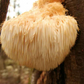 Hongos adaptógenos en cápsulas: Cordyceps, Reishi y Melena de León