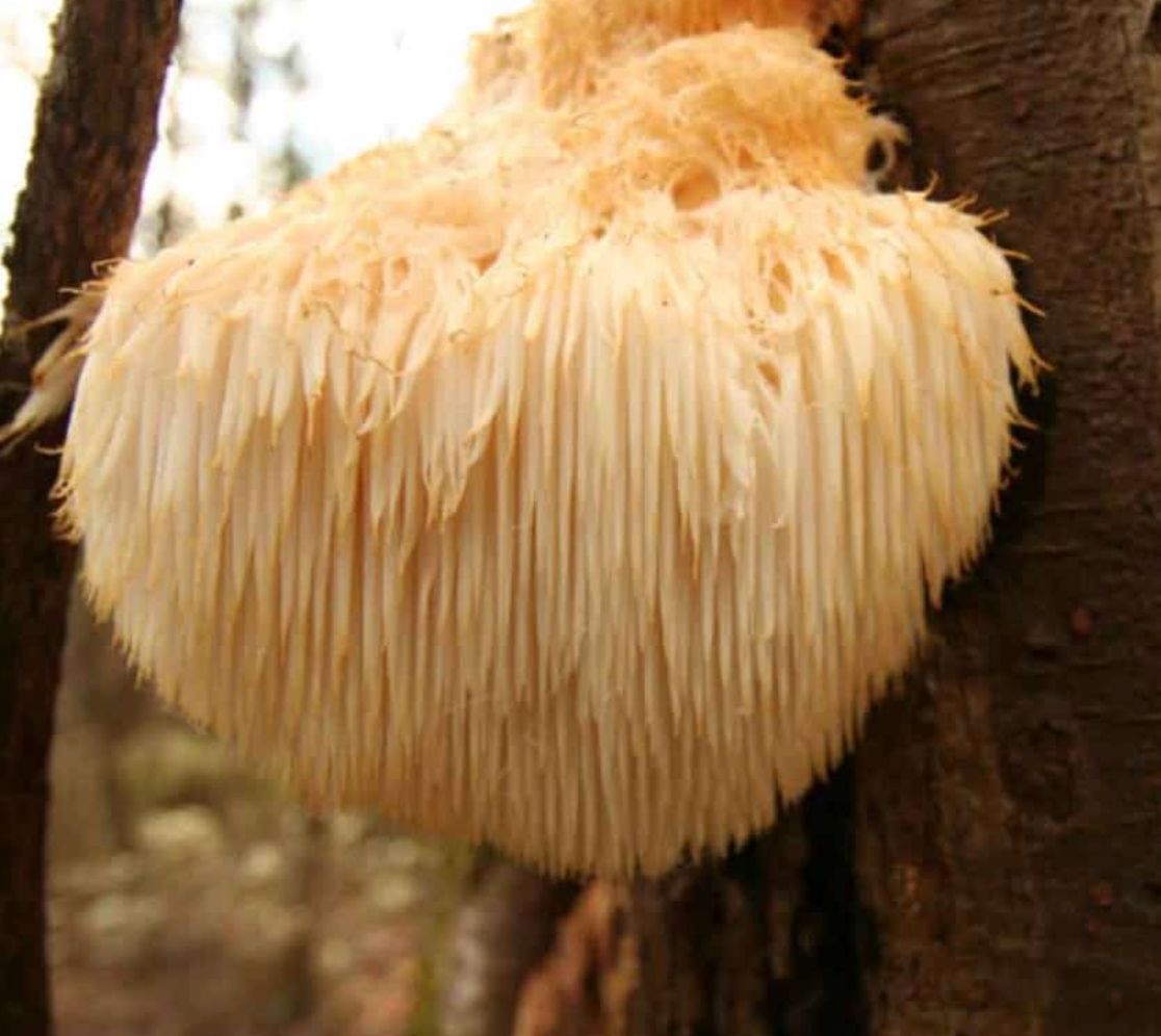 Hongos adaptógenos en cápsulas: Cordyceps, Reishi y Melena de León