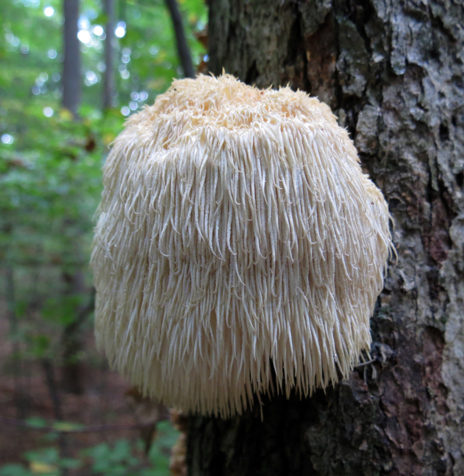 Hongos adaptógenos en cápsulas: Cordyceps, Reishi y Melena de León