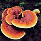 Hongos adaptógenos en cápsulas: Cordyceps, Reishi y Melena de León